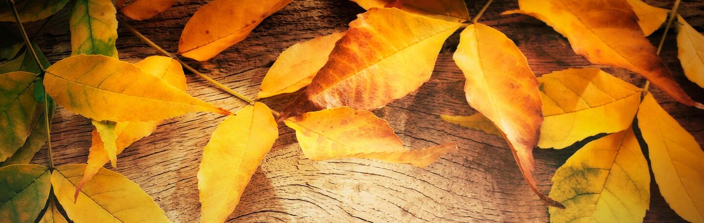 intro-Automne 2022